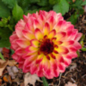 Meet your Posher, Cheryl